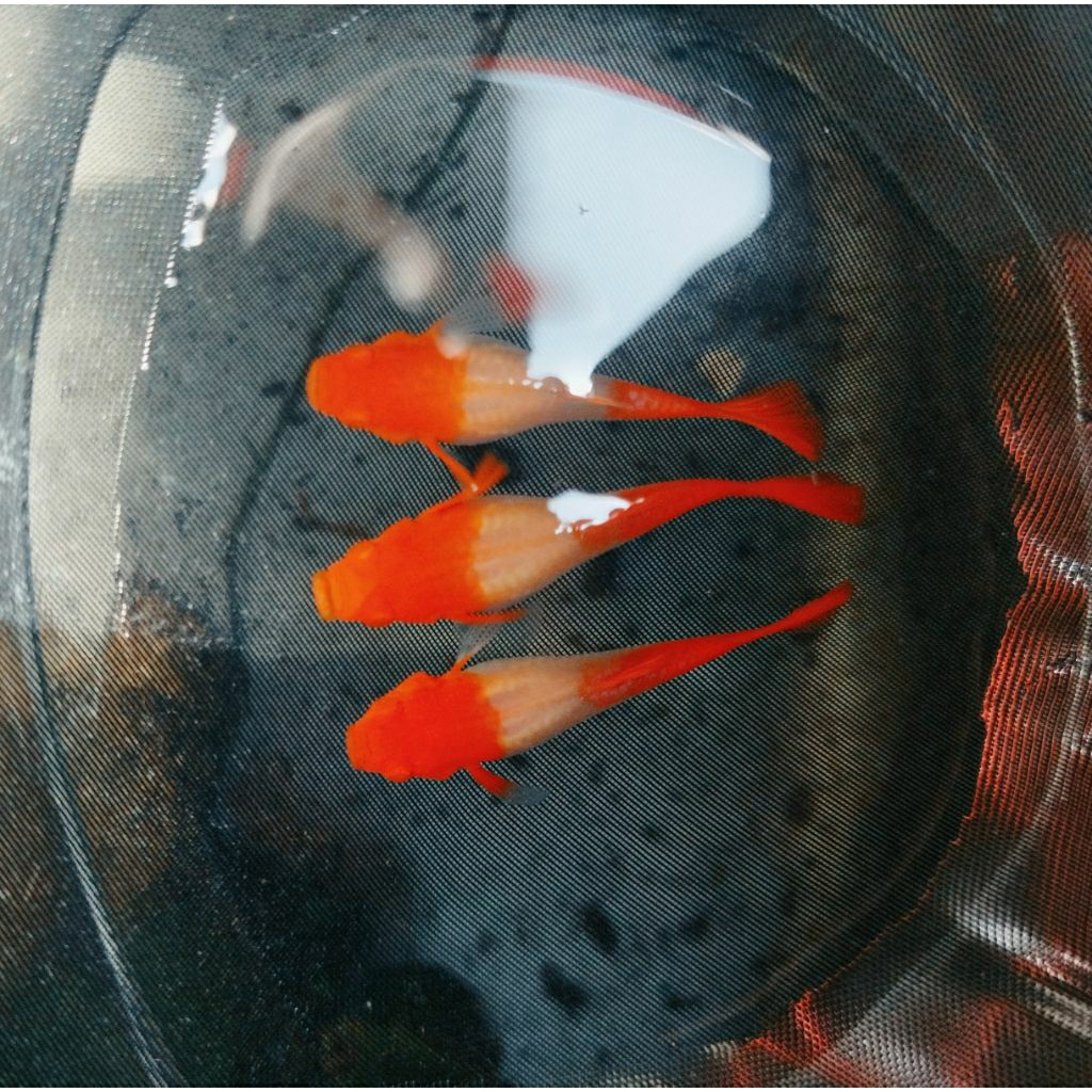 guppy albino koi gen red ear
