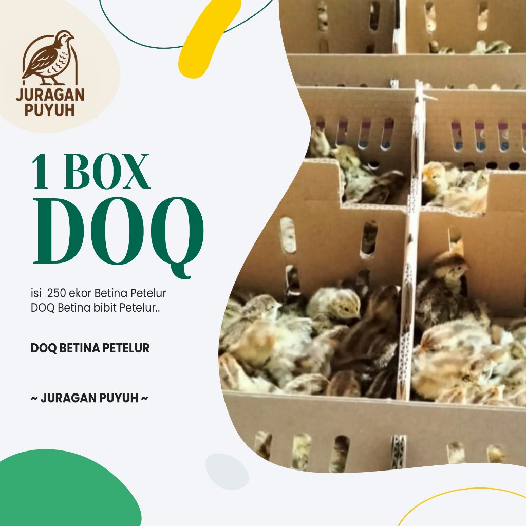 DOQ Puyuh Betina Petelur 1 Box 250 Ekor - Anak Burung Puyuh Petelur