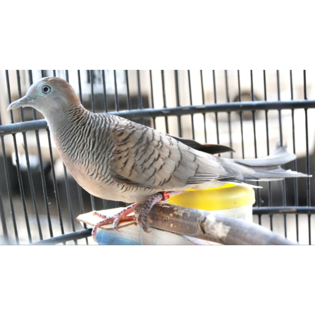 Perkutut Bangkok Dewasa Grosir 3 Ekor Ori Dobel Ring Pilihan Rajin Bunyi