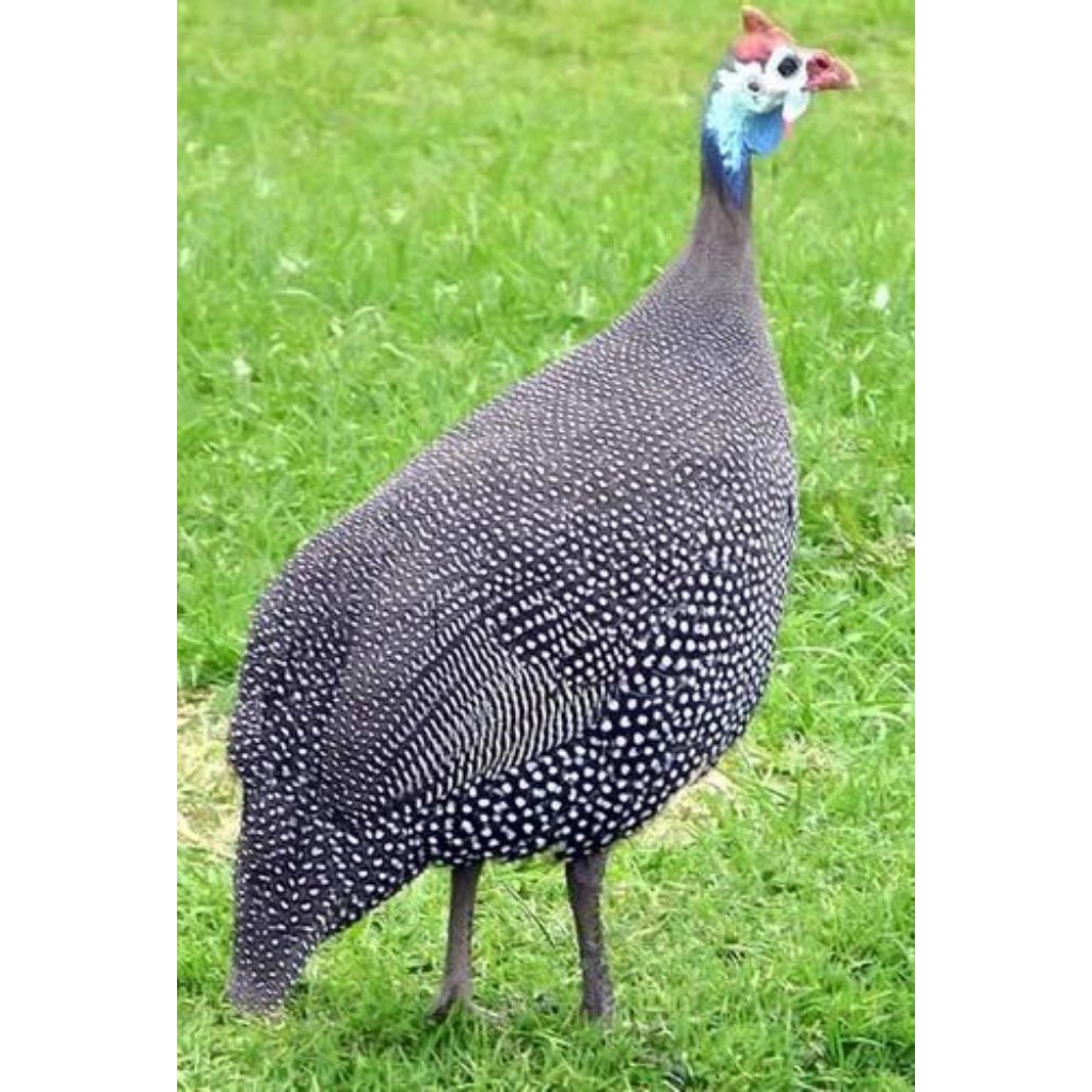 Telur ayam mutiara asli original