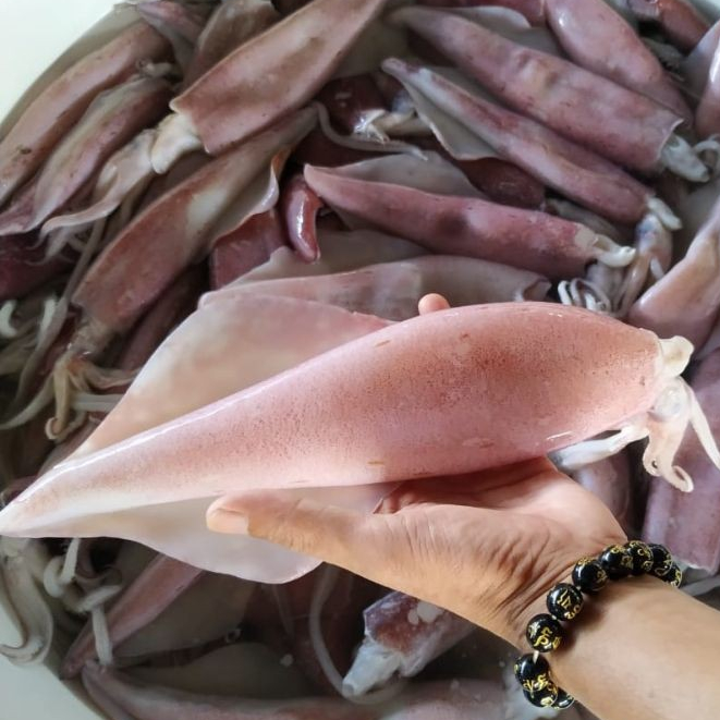 Cumi 1Kg Cumi Segar Cumi Jumbo Cumi Besar Seafood Cumi Cumi Basah Cumi Segar 1Kg