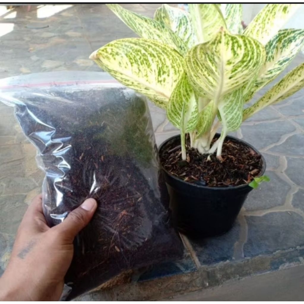 media tanam premium (aglonema)