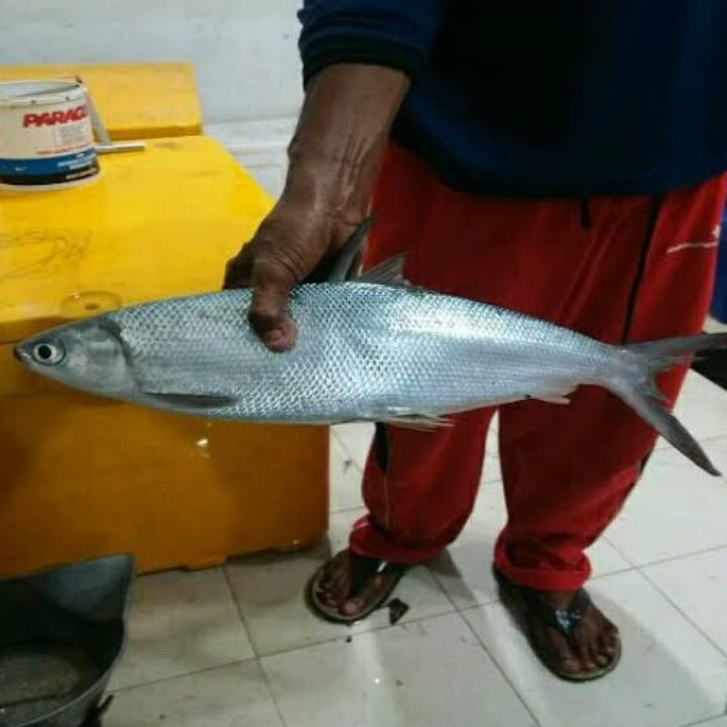 Ikan Bandeng Jumbo Besar Segar Spesial Imlek Berat 1-5 Kg