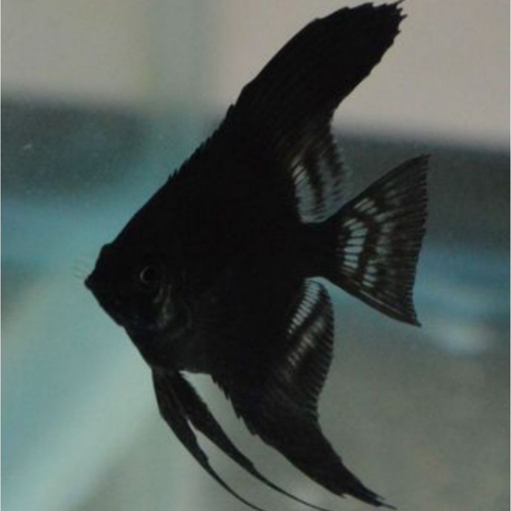 Ikan manfish black angel
