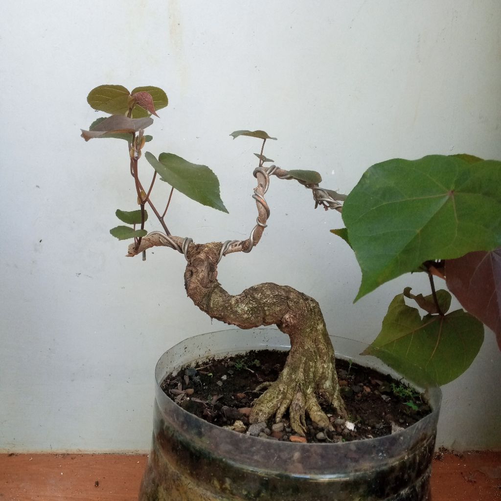 bahan bonsai waru varigata