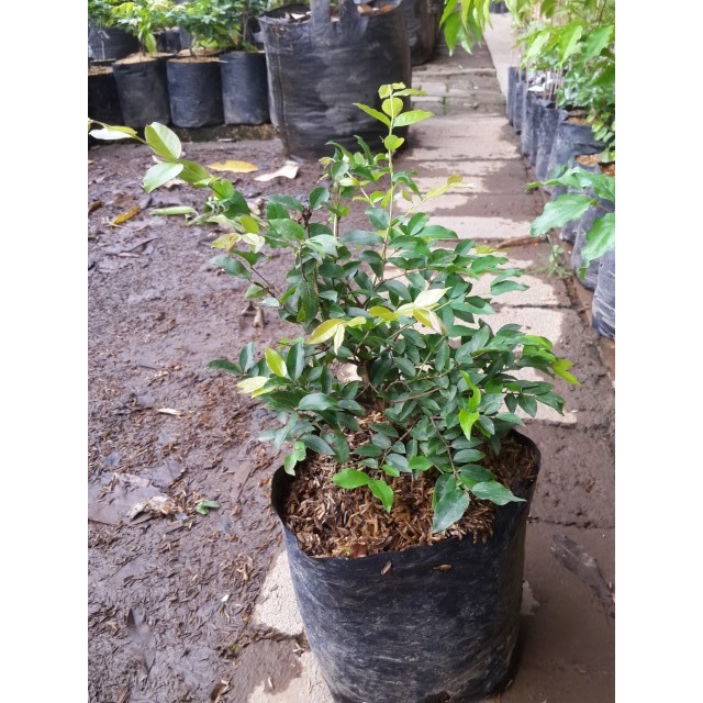 Anggur Brazil Preco Ukuran Besar - Bibit Buah Anggur Pohon Preco - Bibit Tanaman - Bibit anggur