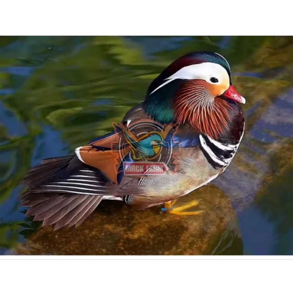 telur fertil bebek Mandarin fertil siap di tetas kan