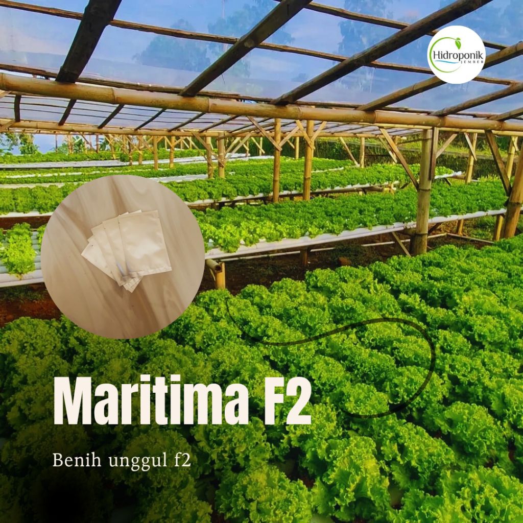 BENIH SELADA MARITIMA F2 | SELADA HIDROPONIK
