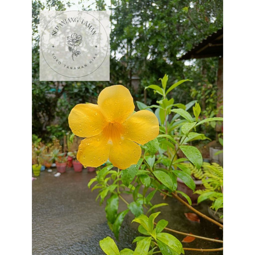 Tanaman Hias Bunga Alamanda Kuning / Tanaman Bunga Alamanda Kuning