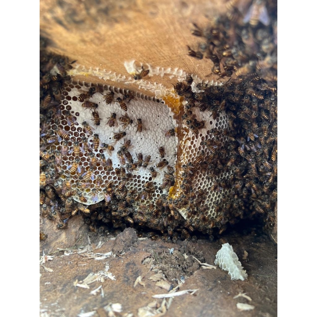 madu liar Apis cerana