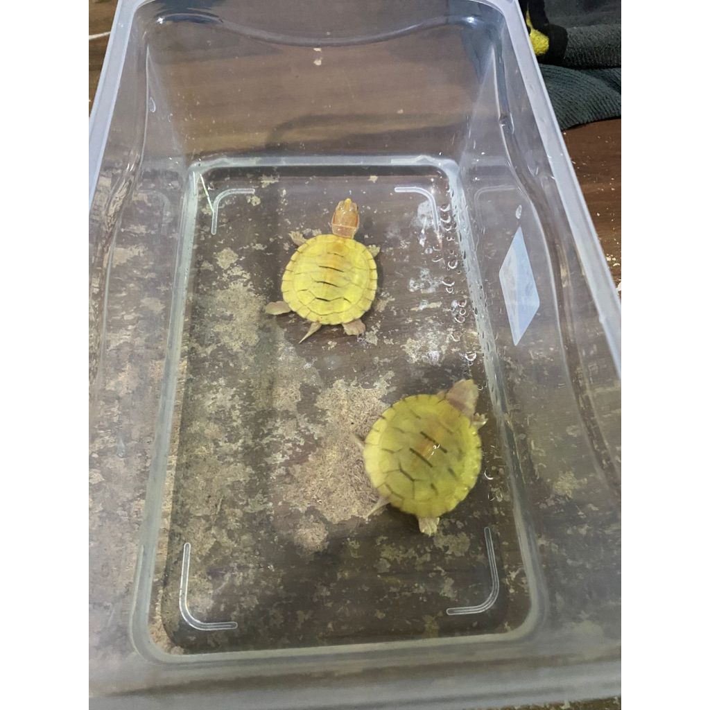 KURA BRAZIL ALBINO RES ALBINO SIZE 4,5 - 5cm