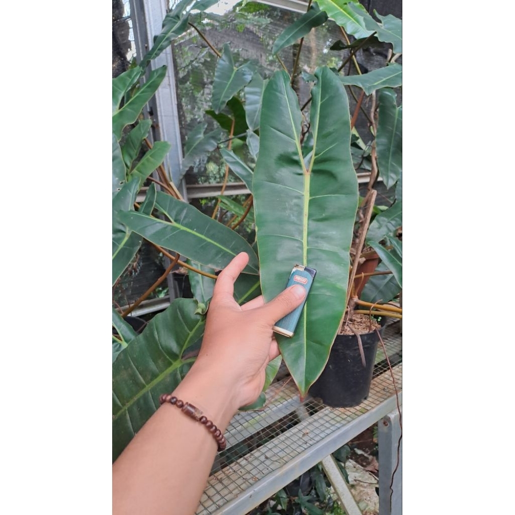Tanaman hias philodendron kabel busi batang orange daun JUMBO