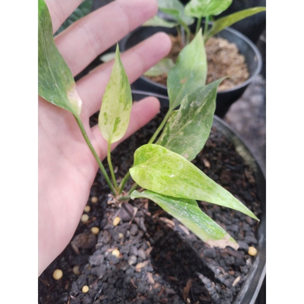 anthurium gelombang cinta varigata putih