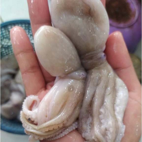 Gurita Octopus 1Kg Baby Octopus Baby Gurita