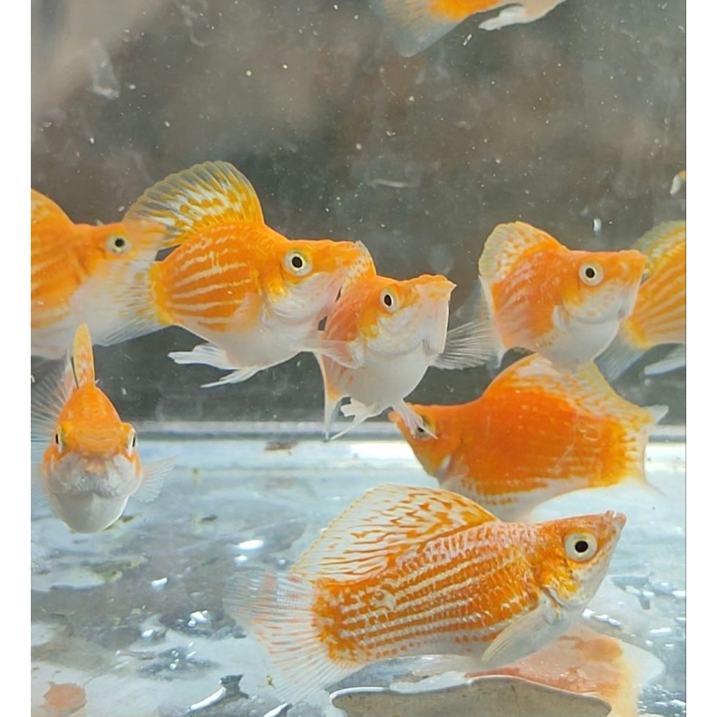 Molly Thailand Sailfine