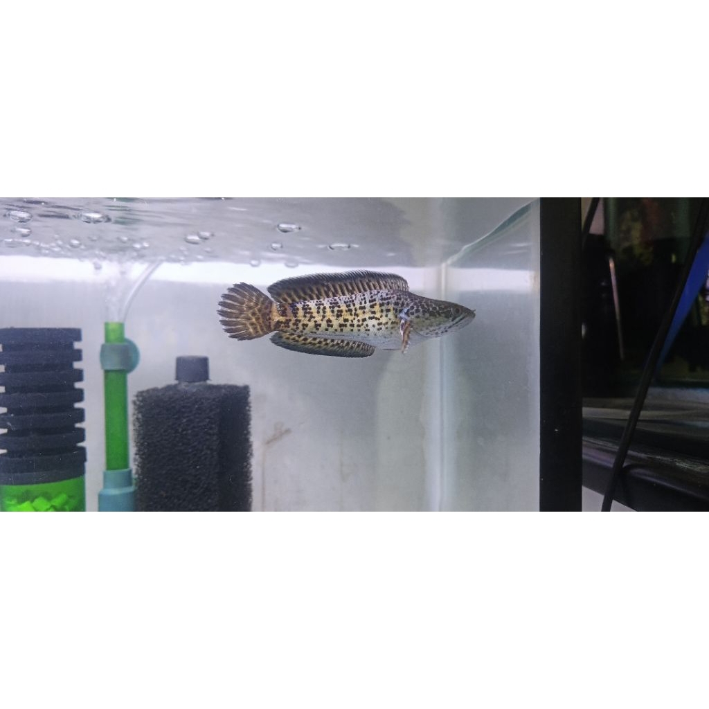 auranti SB size 15-17 cm cm real pict