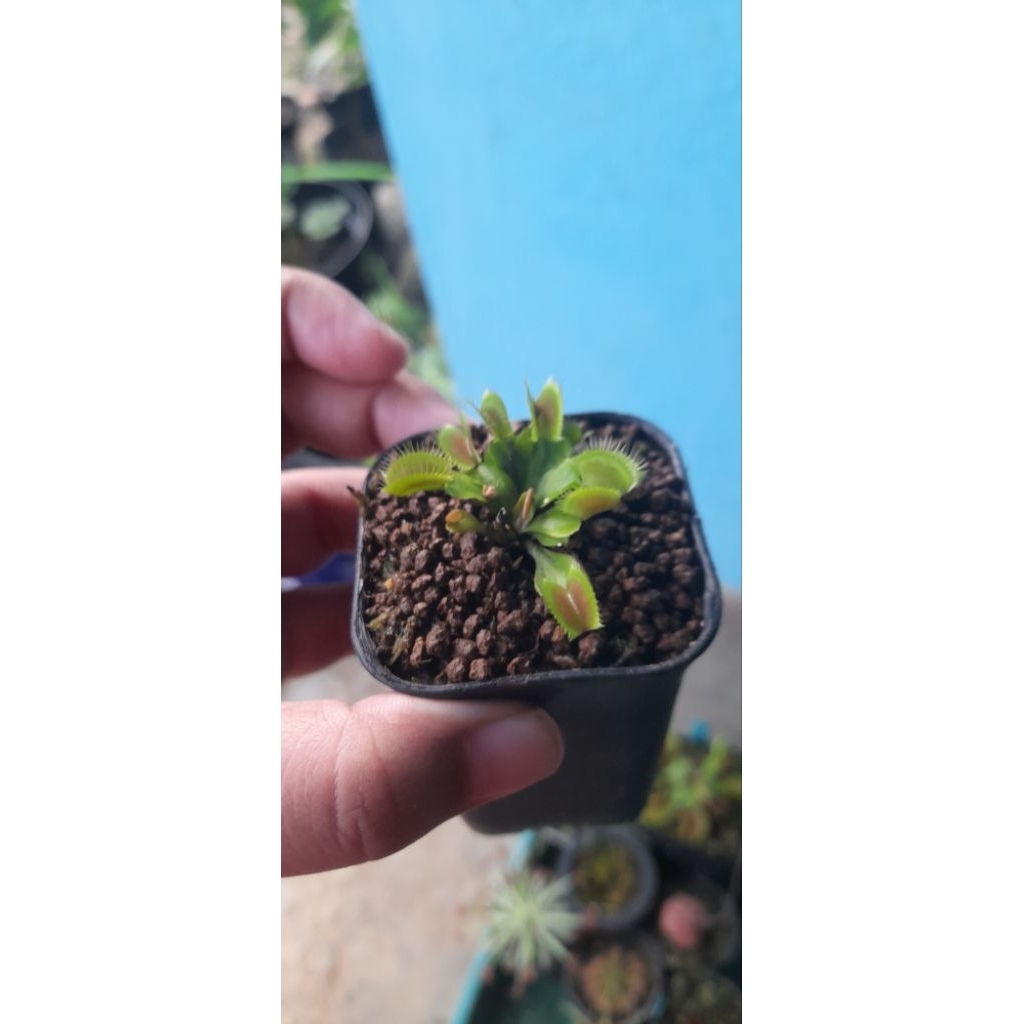 venus flytrap Ftxr
