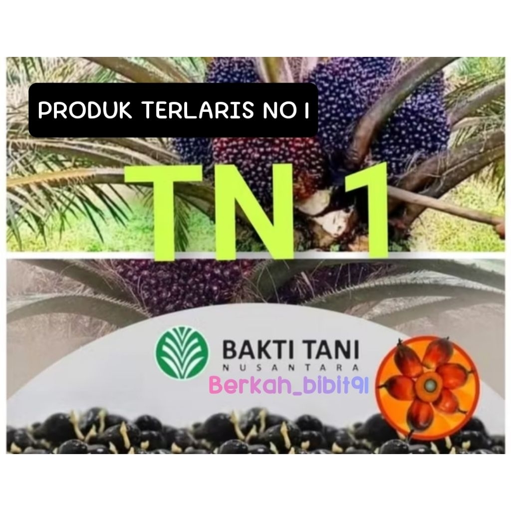 Bibit kecambah sawit unggul TN 1 dapat sertifikat