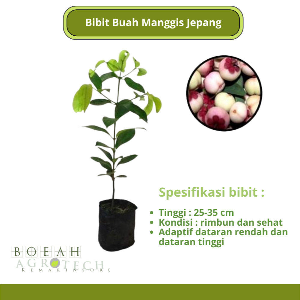Bibit Tanaman Manggis Jepang Kondisi Berbuah dan Rimbun