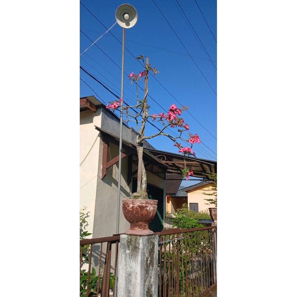 adenium somalense dewasa