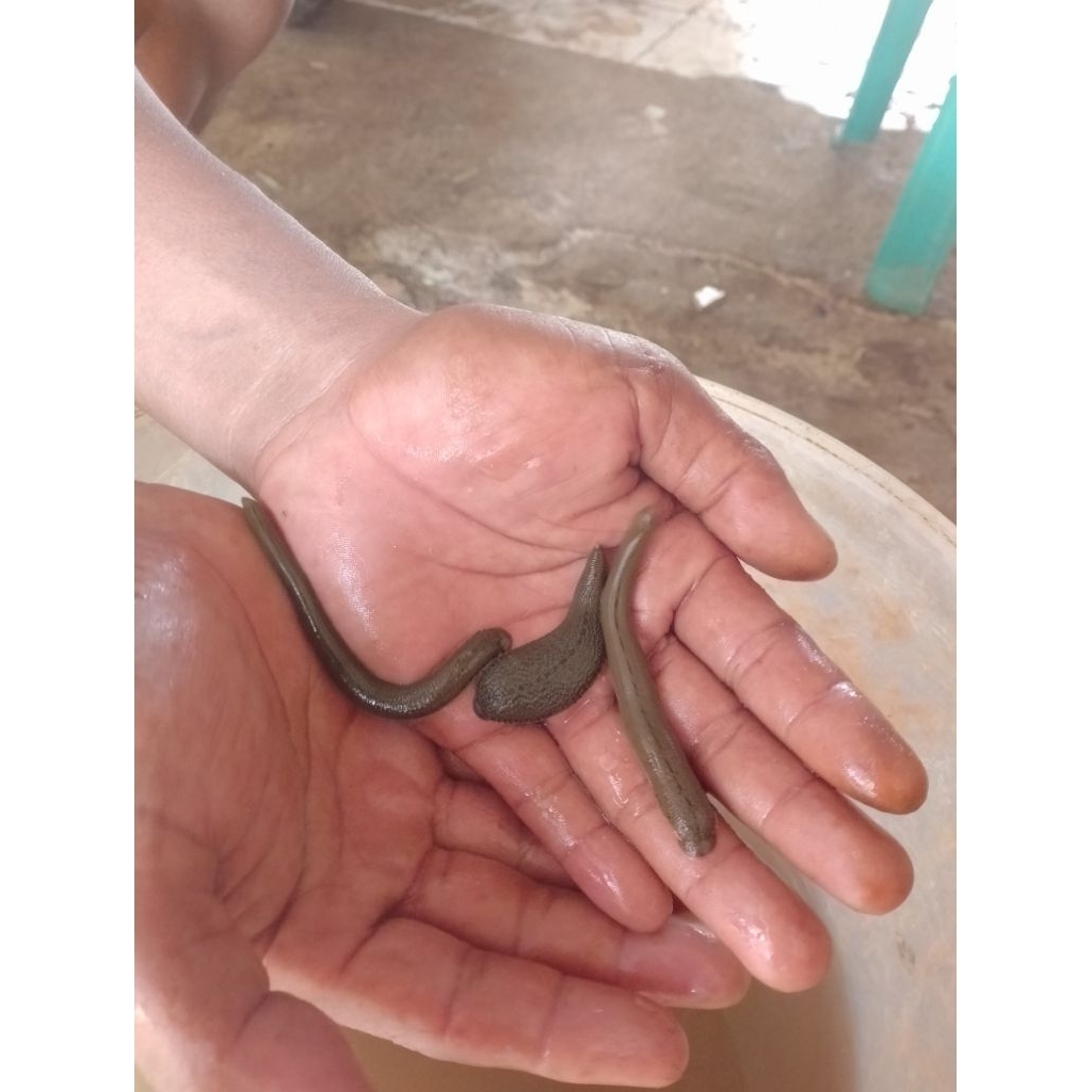 lintah terapi Indonesia