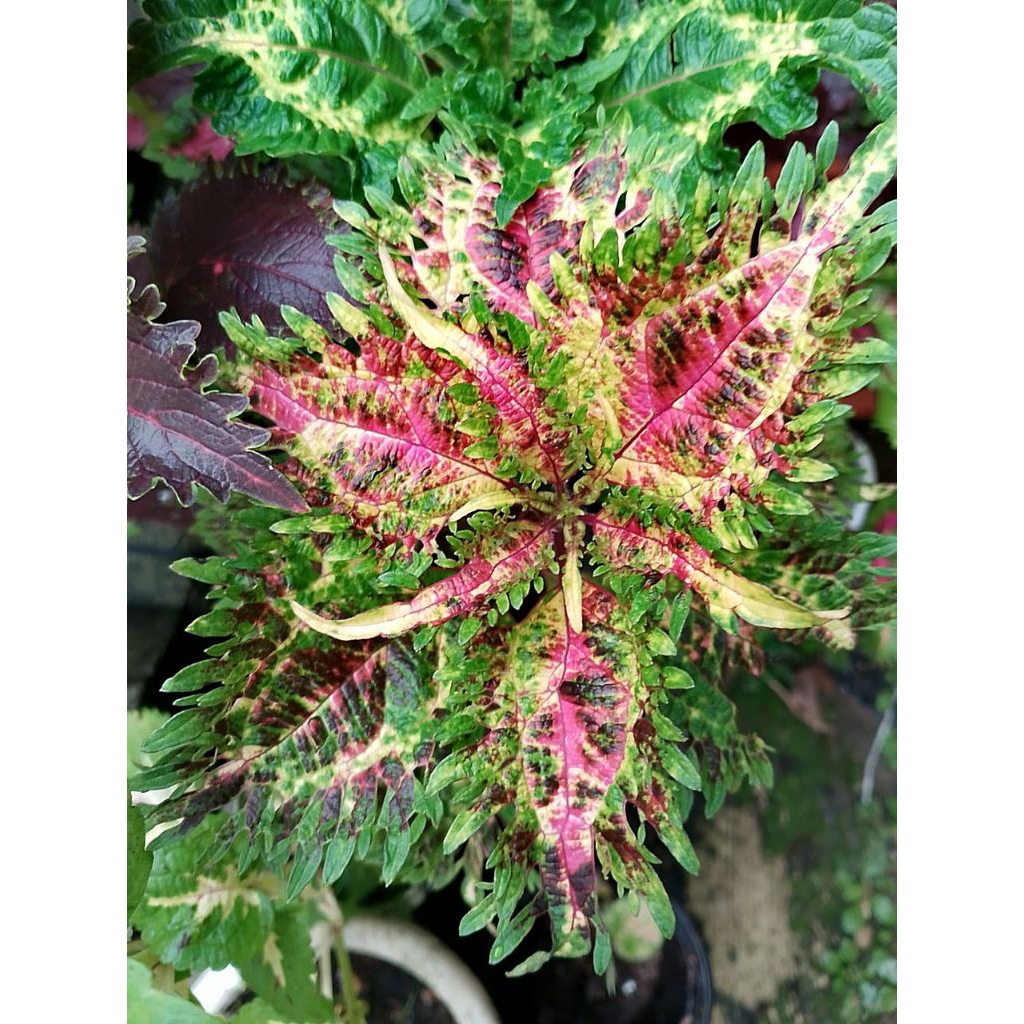 Miana id alea//jawer kotok//coleus//