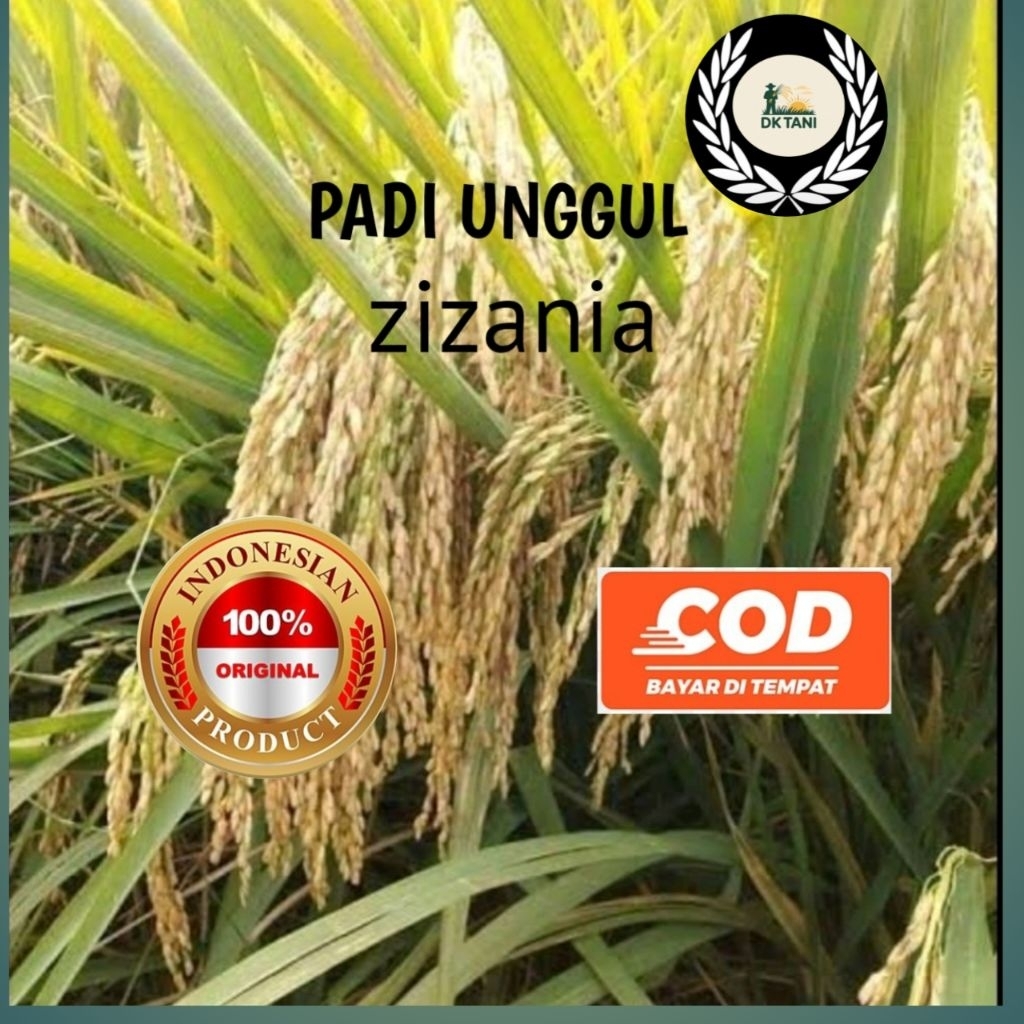BENIH PADI ZIZANIA ORIGINAL KEMASAN ( 5KG )
