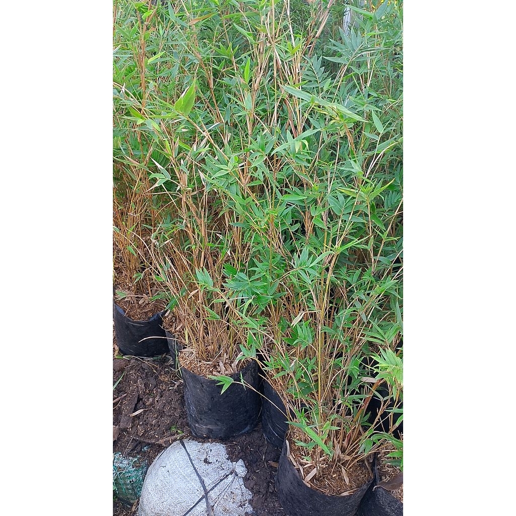 tanaman bambu kuning/pring kuning