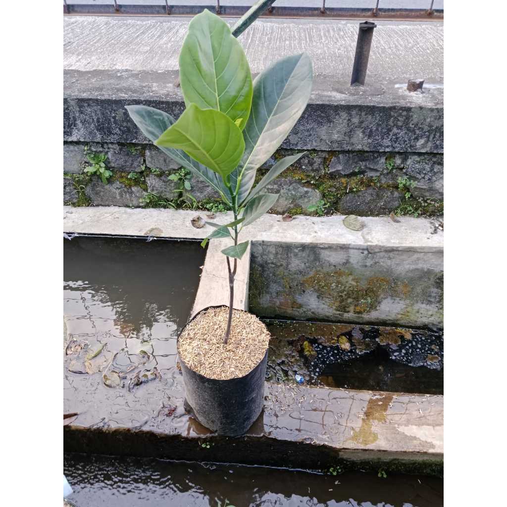 Bibit buah nangka madu ukuran besar |Buah nangka |Bibit Buah