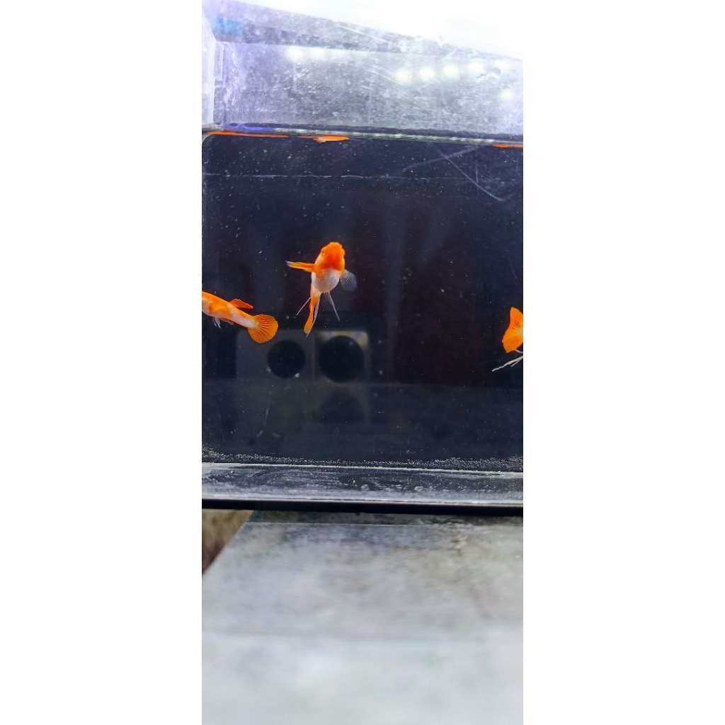 Pakan Guppy Paket Albino Koi Ribbon Red Ear Sebelah Trio ( 1 betina red ear sebelah, 1 jantan red ea