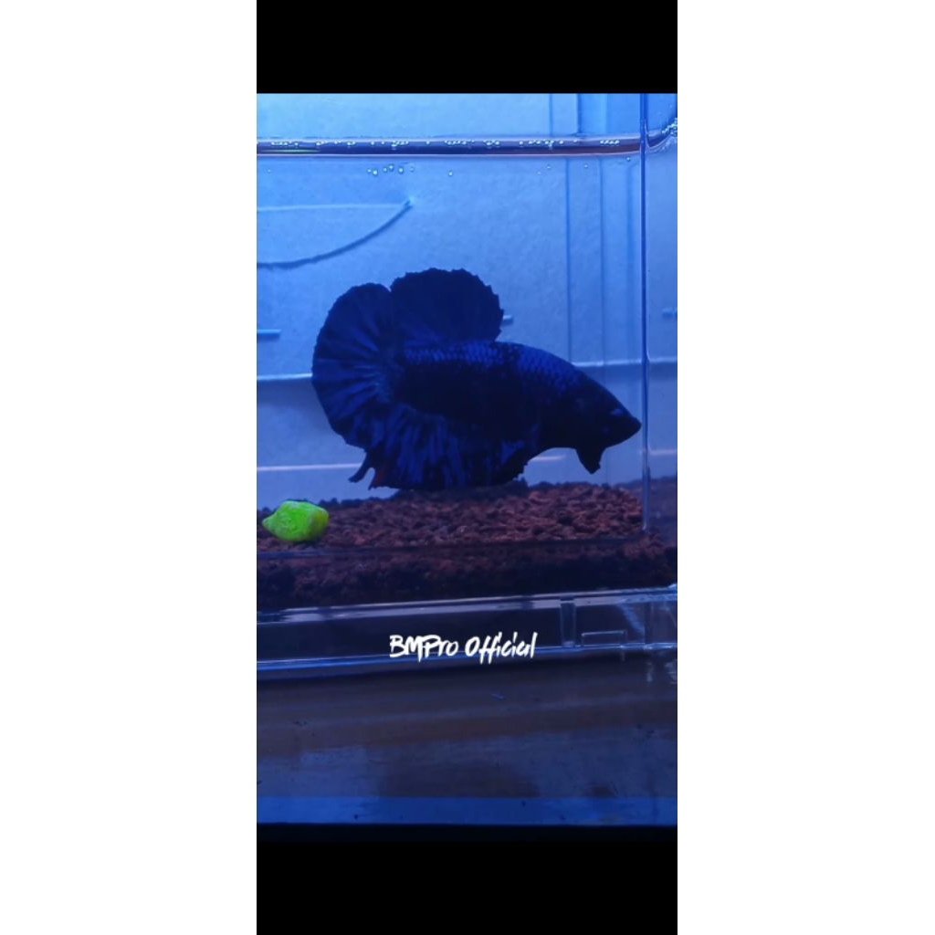 ikan cupang terbaik AvatarBLUE