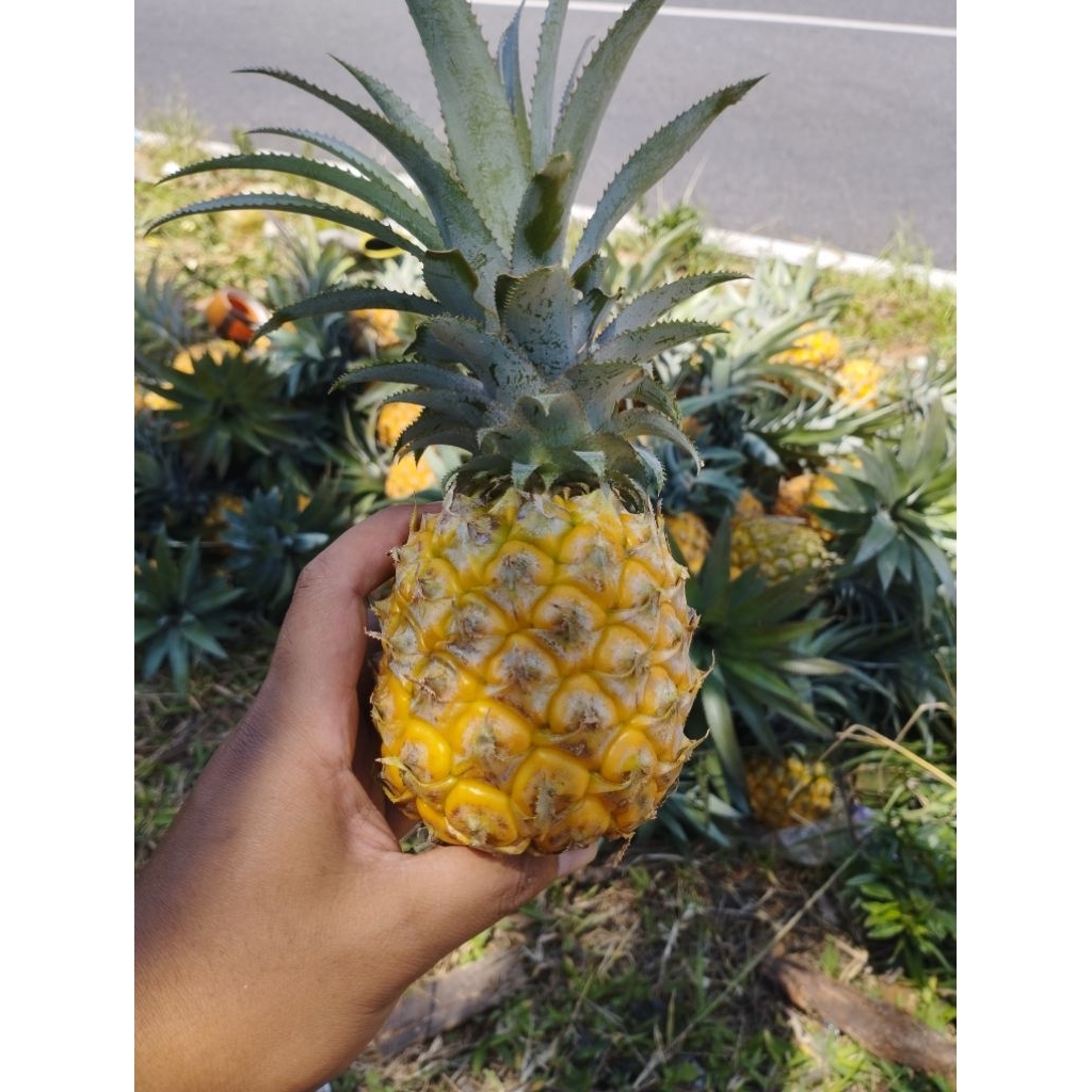 Nanas madu asli Belik Pemalang ukuran A