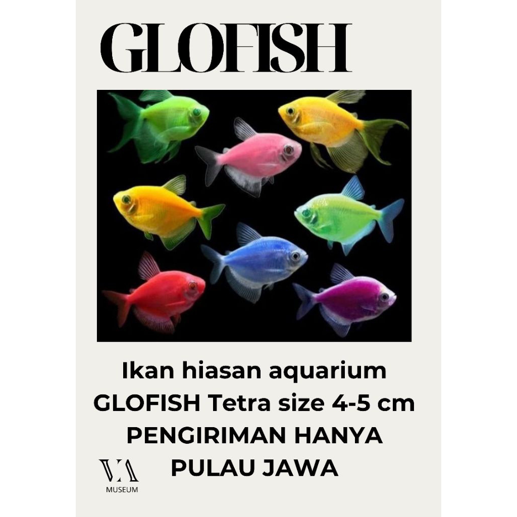 ikan hias GLOW FISH isi 10 AIR TAWAR HIASAN AQUARIUM BONUS PAKAN SIZE KECIL