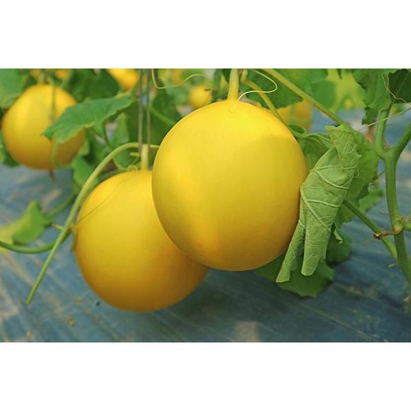 Benih Bibit Biji - Melon Luna Golden Kuning F1 Hibrida Seeds