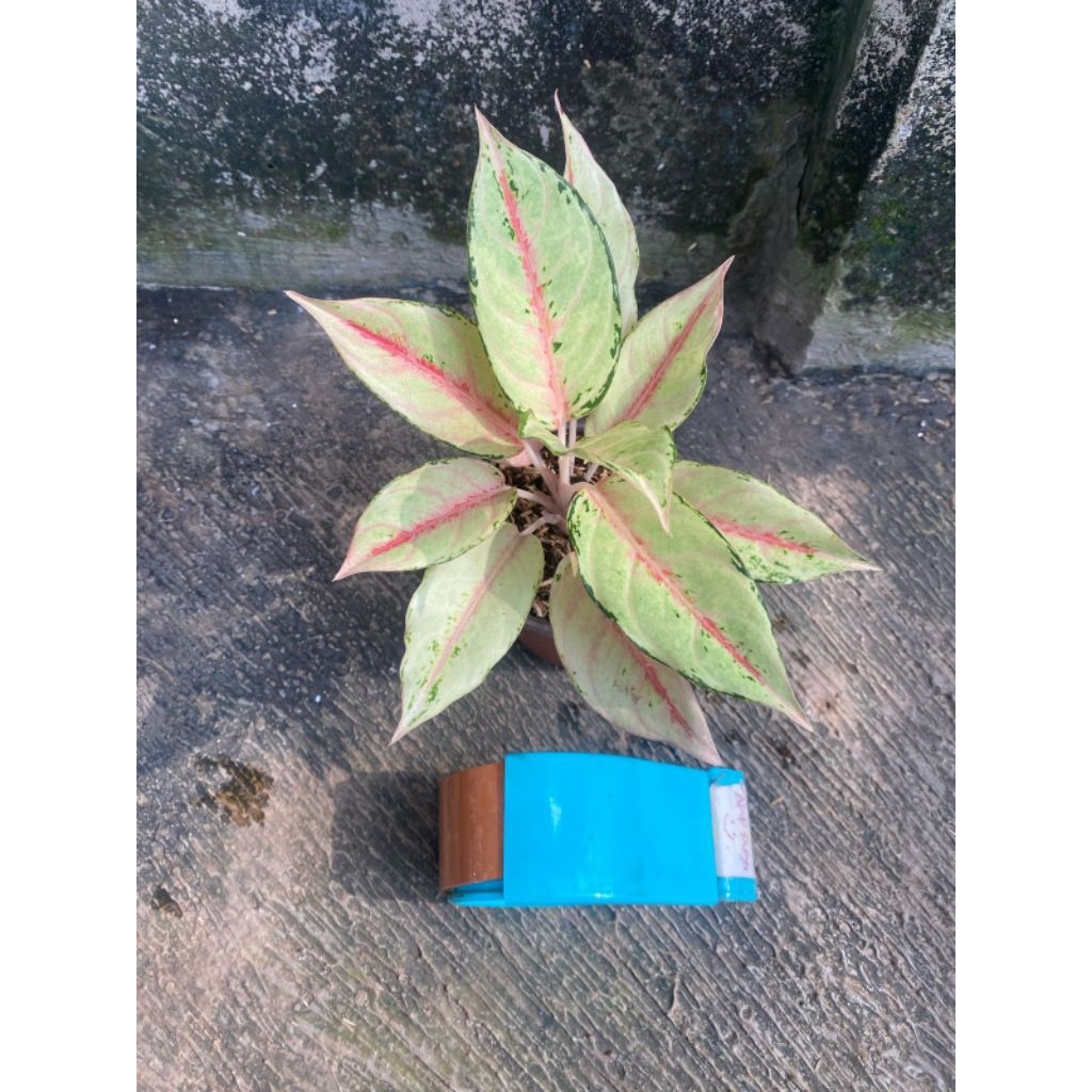 aglonema frozen lokal