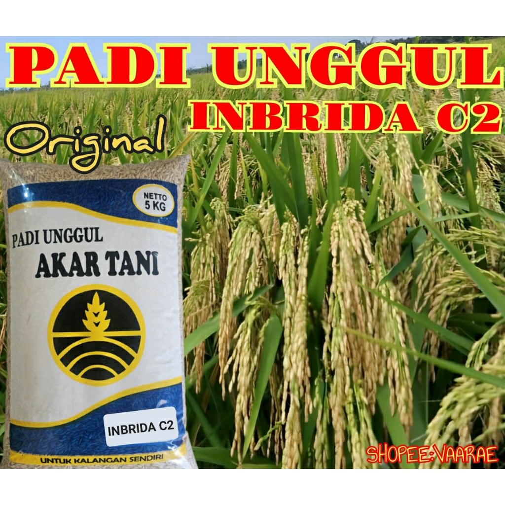 BENIH PADI INBRIDA C2 ORIGINAL KEMASAN 5KG TERLARIS