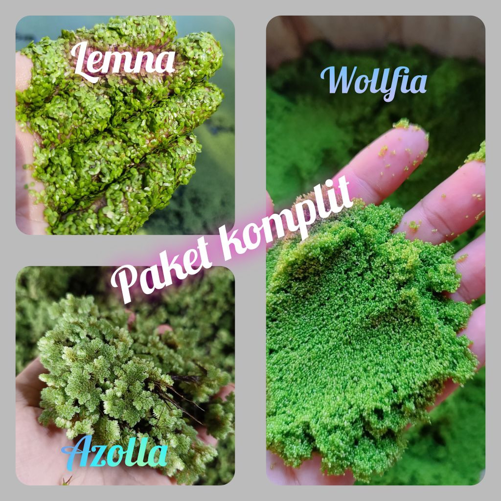 Bibit Paket Lengkap| Wollfia+Azolla+Lemna |tanaman air pakan ikan & unggas,cocok untuk budidaya,berg