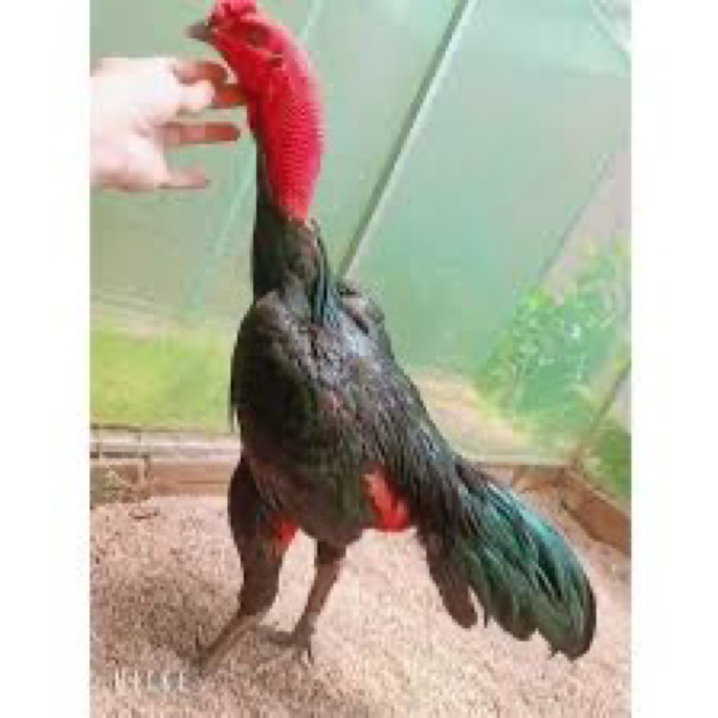 TELUR FERTIL AYAM GANOI UNTUK DITETASKAN