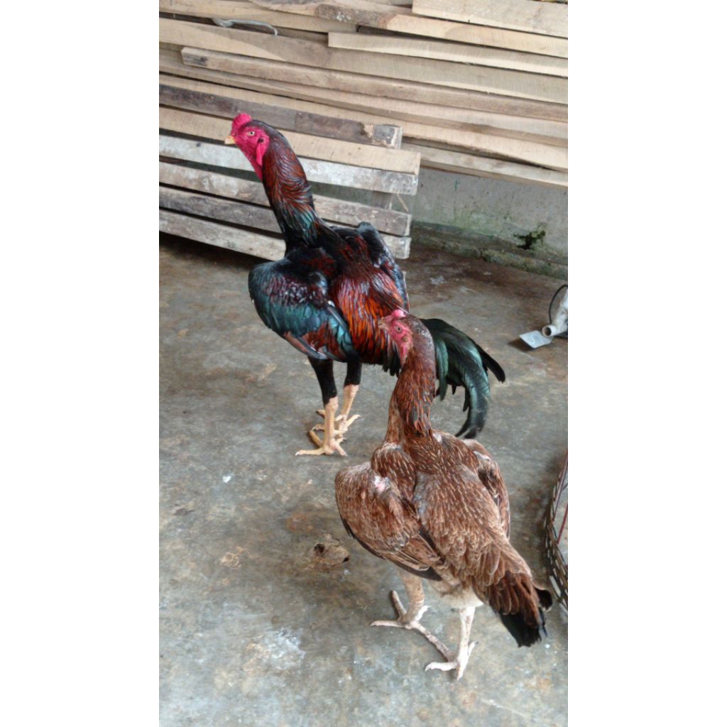 TELUR AYAM SHAMO EROPA ORI