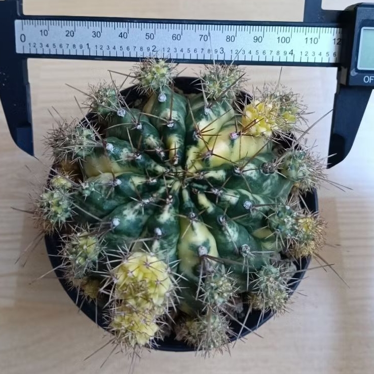 kaktus jumbo gymno marble size indukan cluster