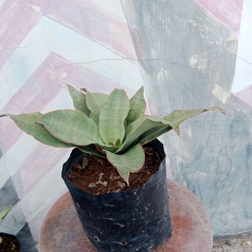 Sanseviera hybrid ROSALIE