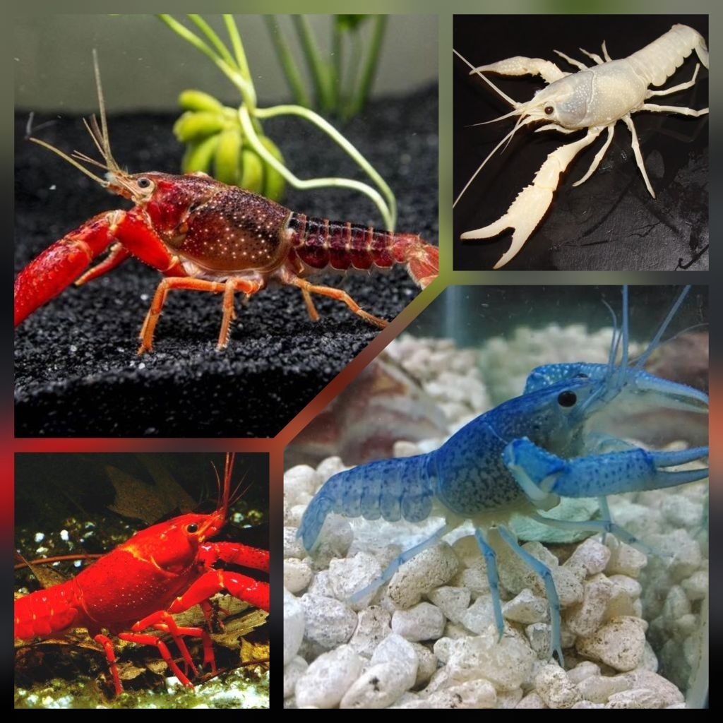 Lobster hias aquarium size 5 cm berkualitas - lobster hias - hiasan aquarium