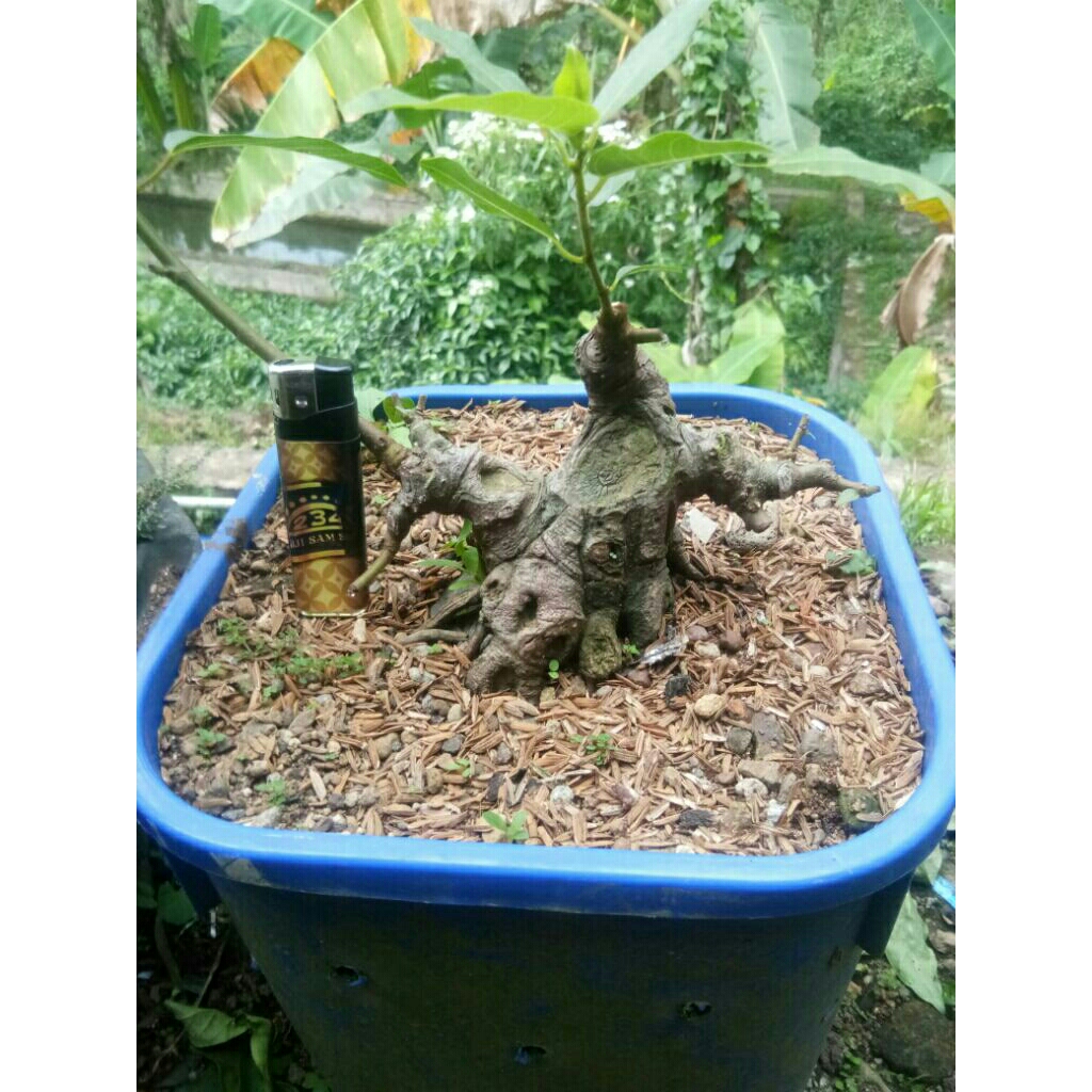 Bonsai Loa Mame
