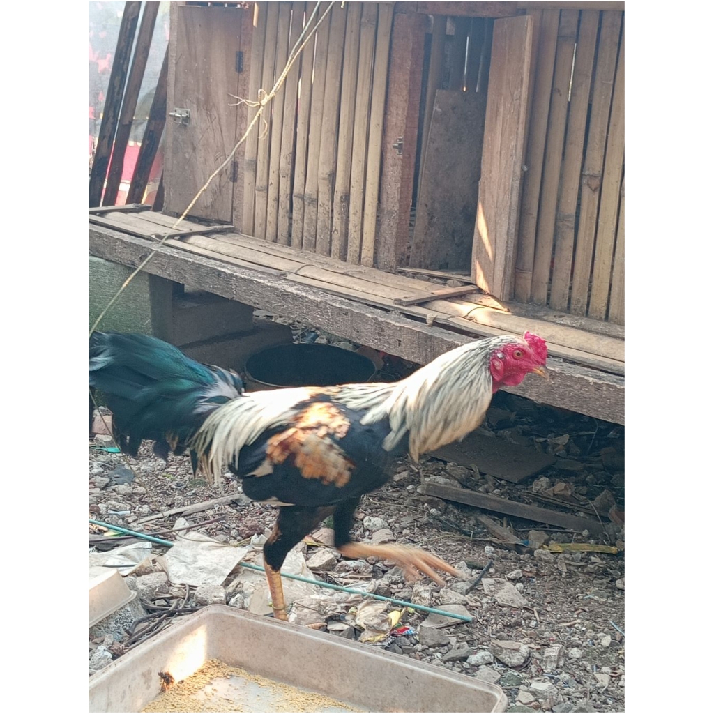 Ayam Kampung Jago Hidup atau Potong Segar Halal