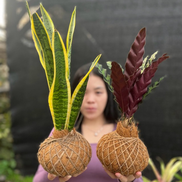 tanaman hias COCODAMA unik dan lucu, tanaman hidup