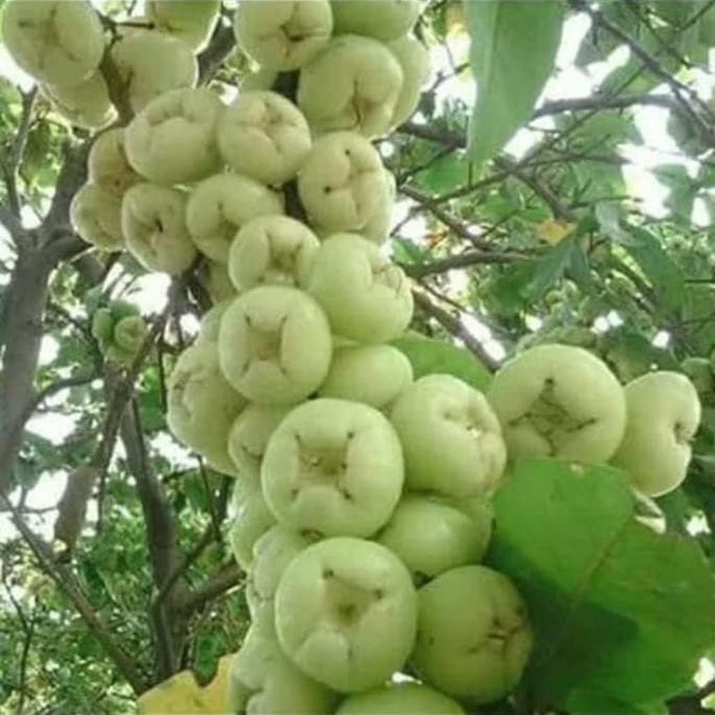 Bibit Jambu Air Camplong Madura Hasil Okulasi | Jambu air Madura Okulasi