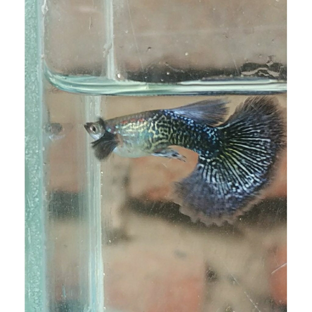 Guppy purple dragon big ear halfmon