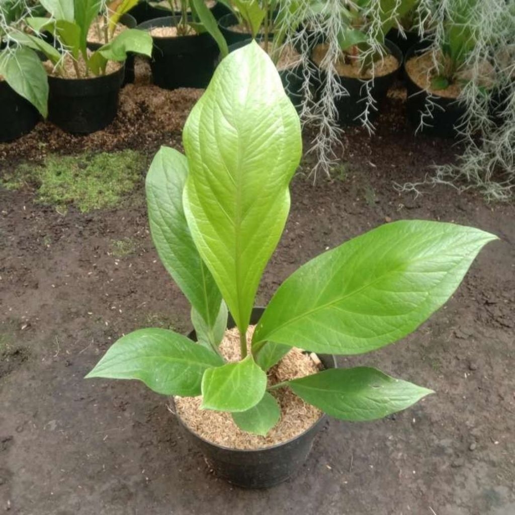 Tanaman hias anthurium jemani cobra - anthurium jemani