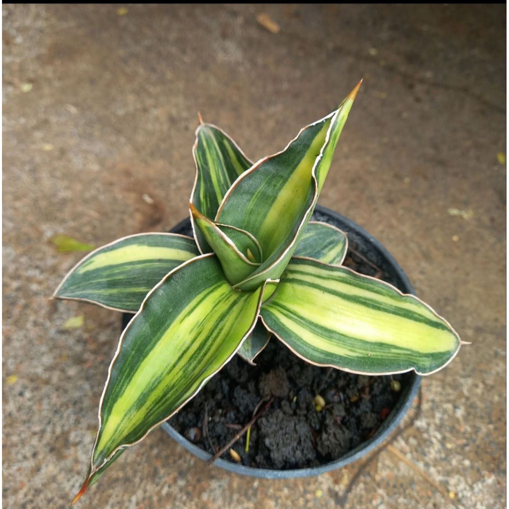 SANSEVIERIA KIMAYO VARIEGATED YELLOW.