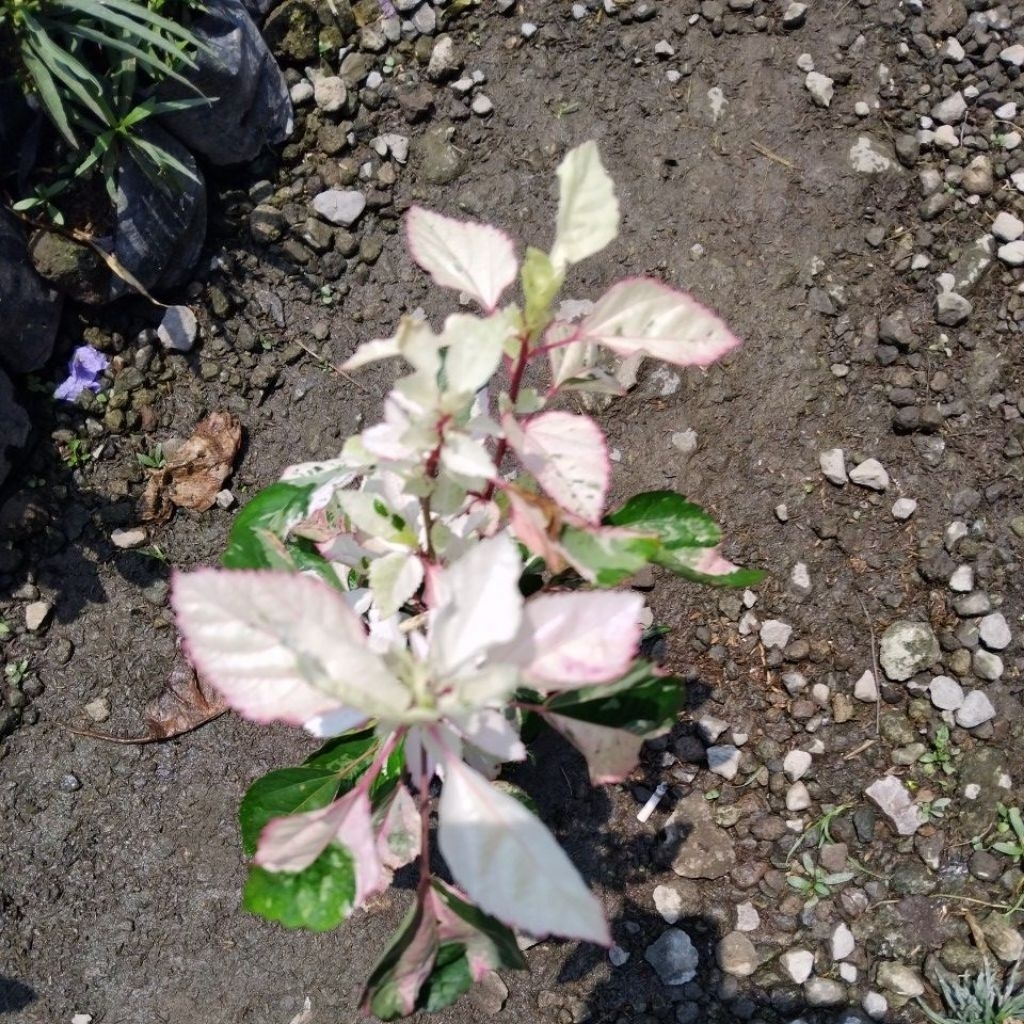 bunga sepatu varigata